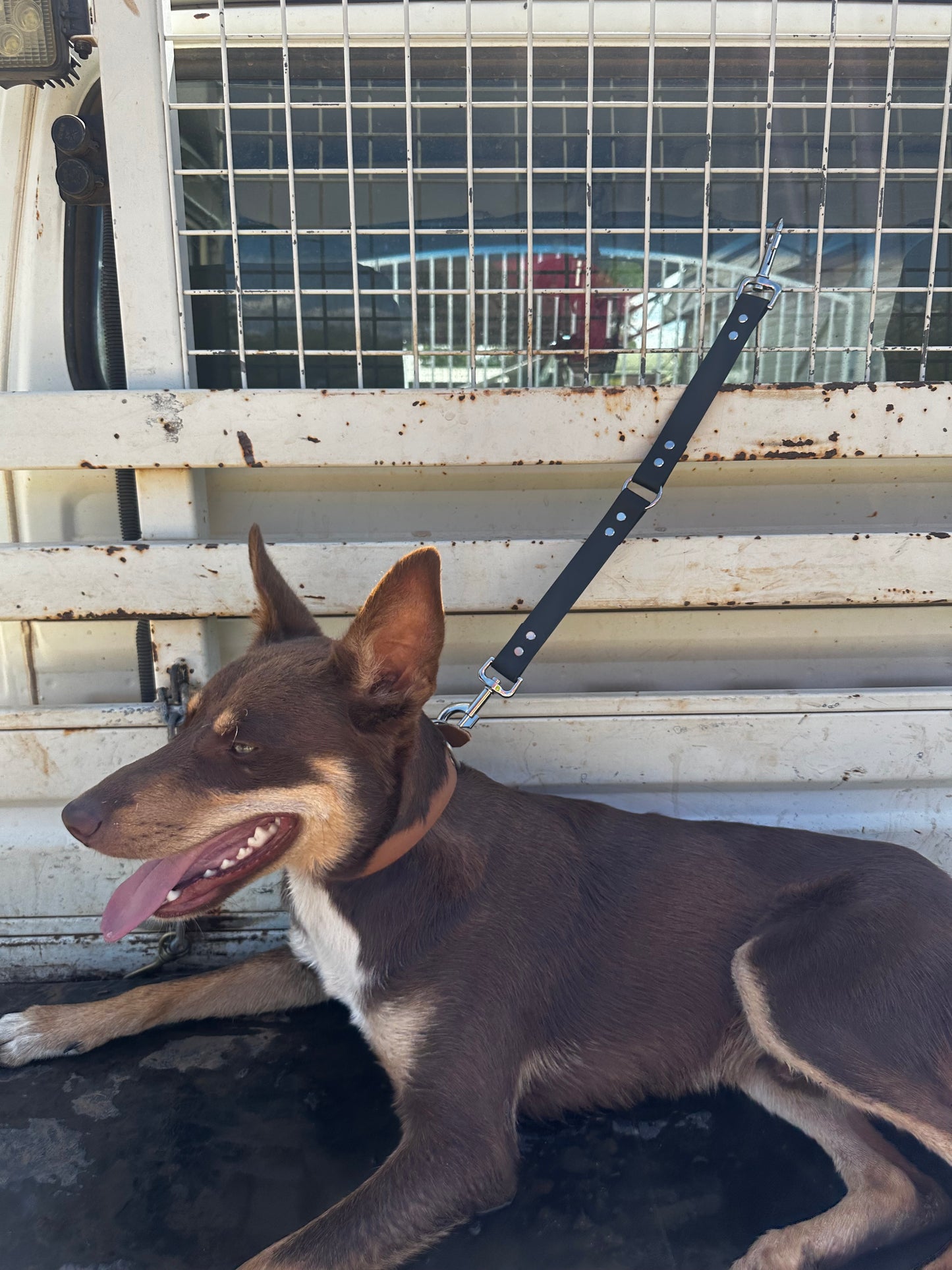 Dog Ute Tie