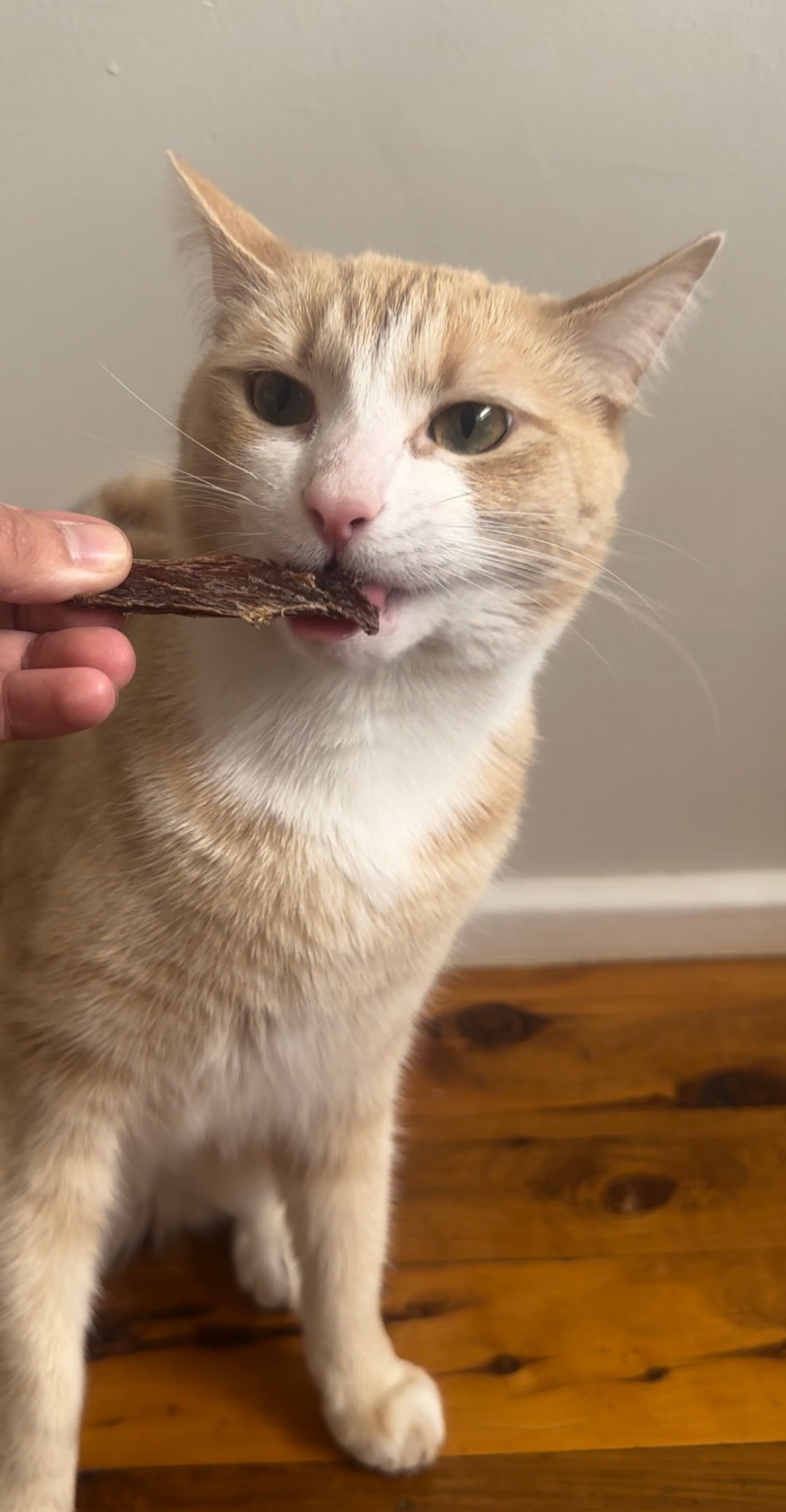 Dehydrated Beef Jerky