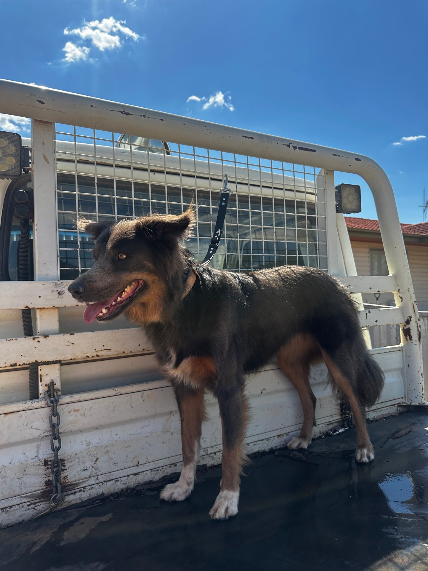 Dog Ute Tie