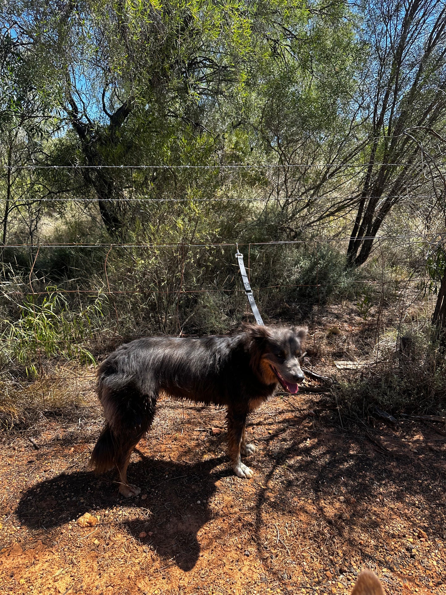 Dog Ute Tie