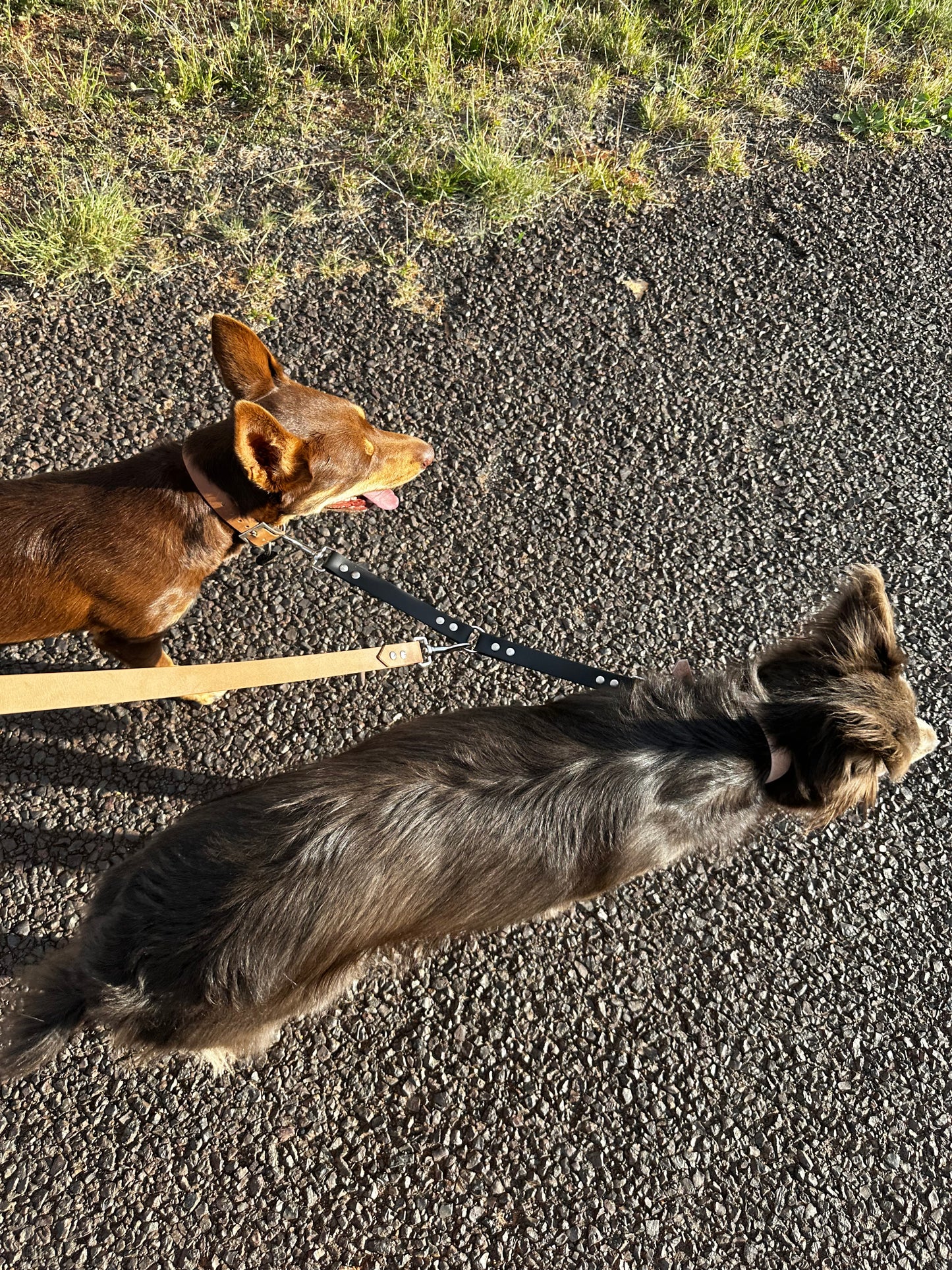 Dog Ute Tie