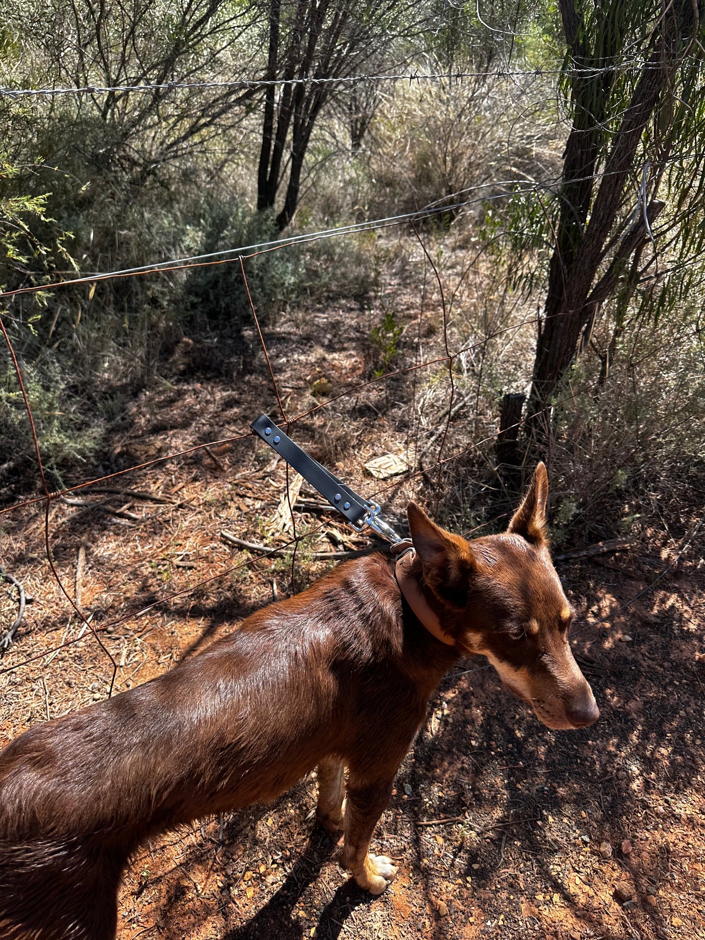 Dog Ute Tie