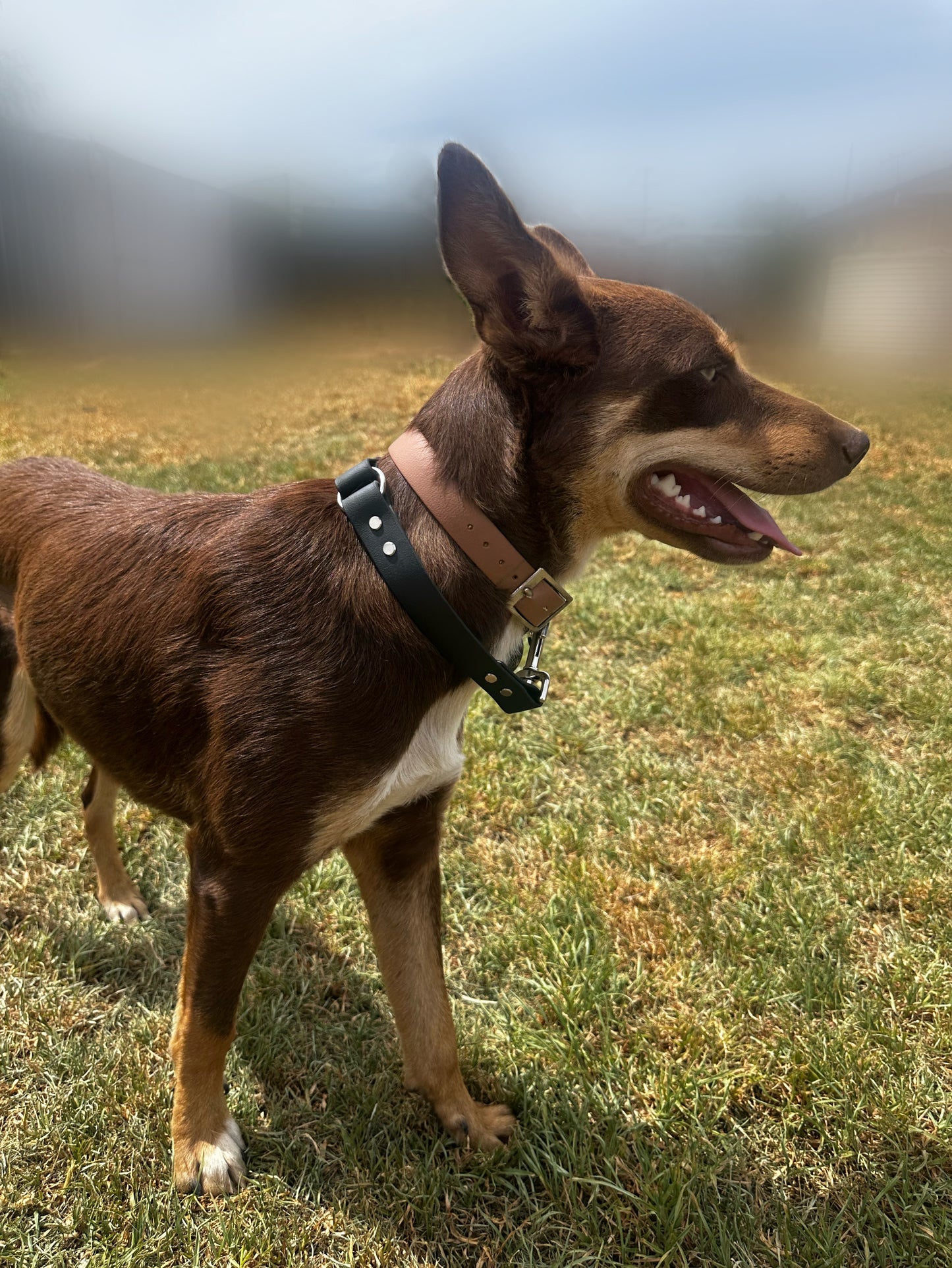 Dog Ute Tie