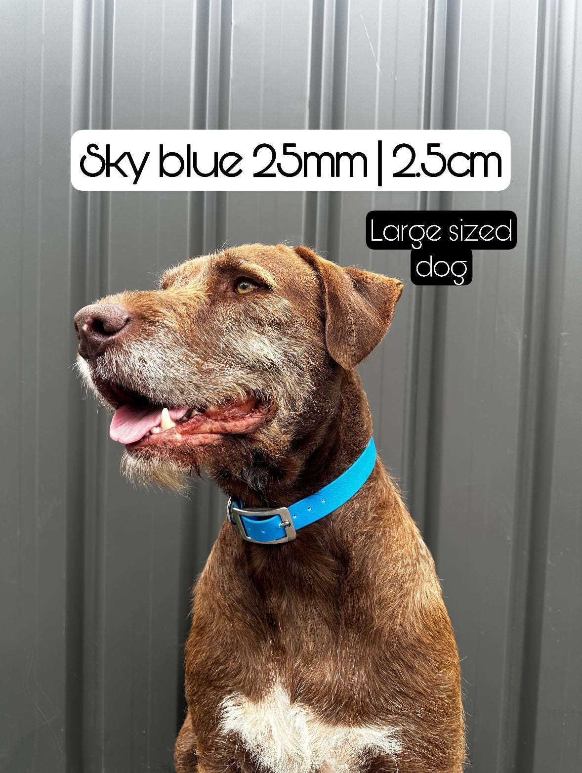 Standard Biothane Dog Collar