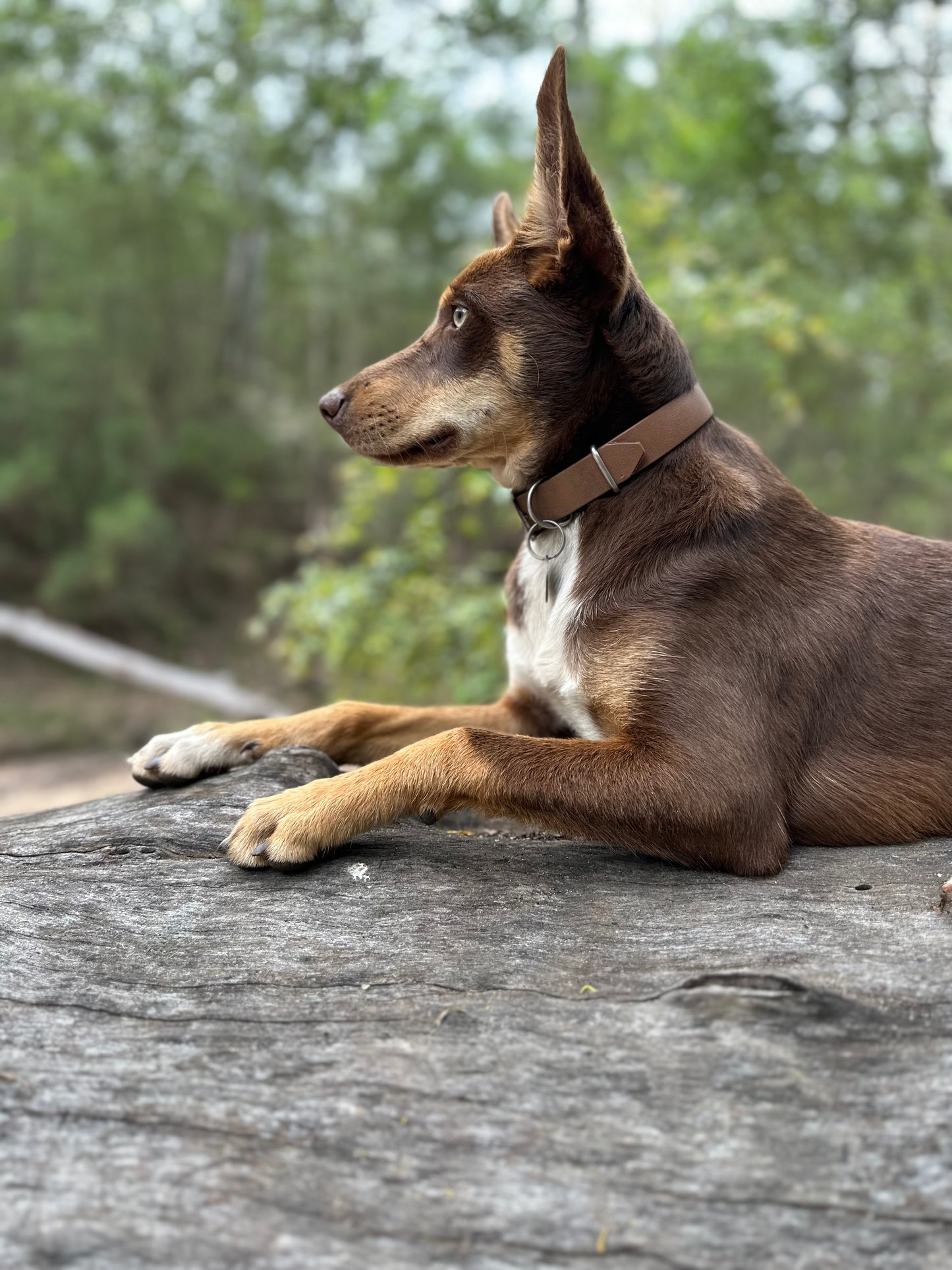 Standard Biothane Dog Collar