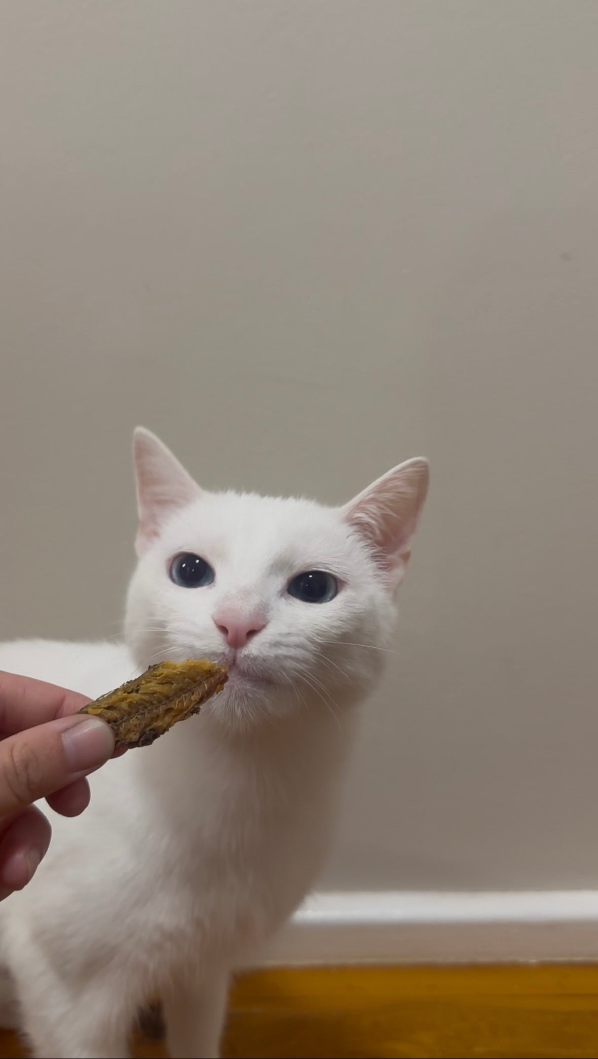 Dehydrated Sardines