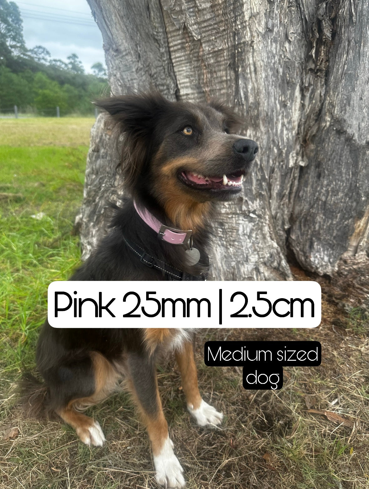 Standard Biothane Dog Collar