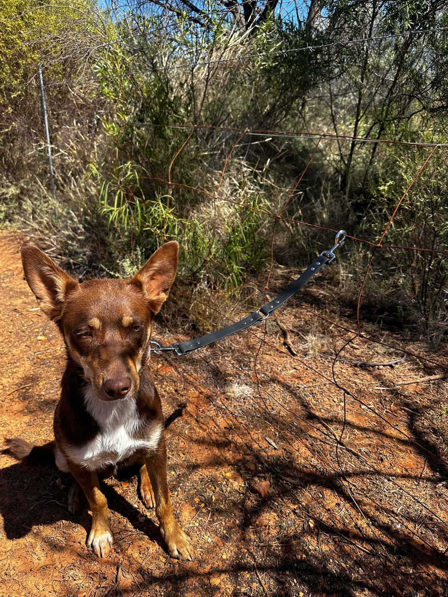 Dog Ute Tie