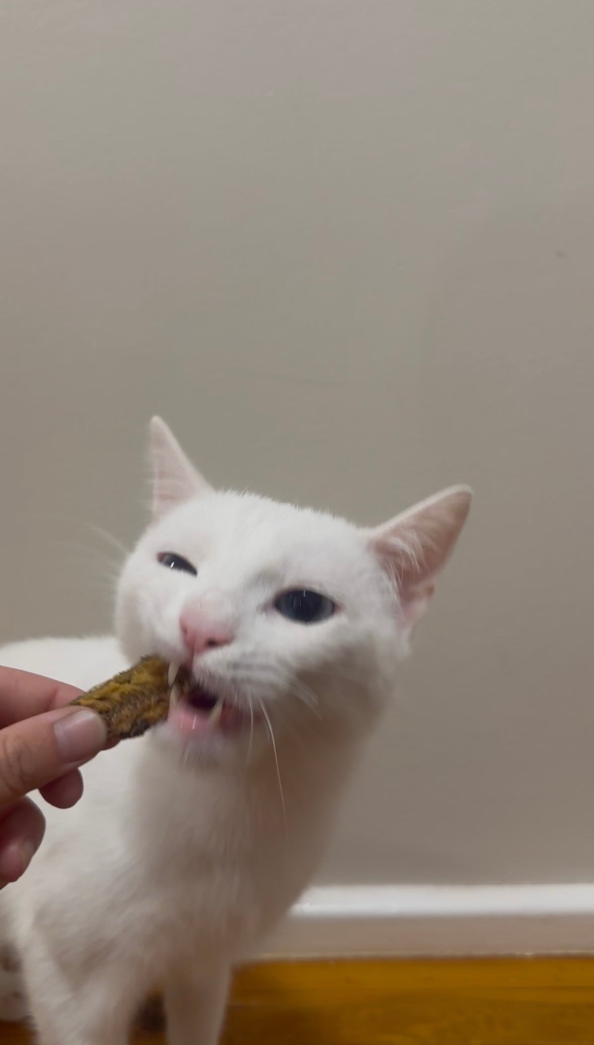 Dehydrated Sardines